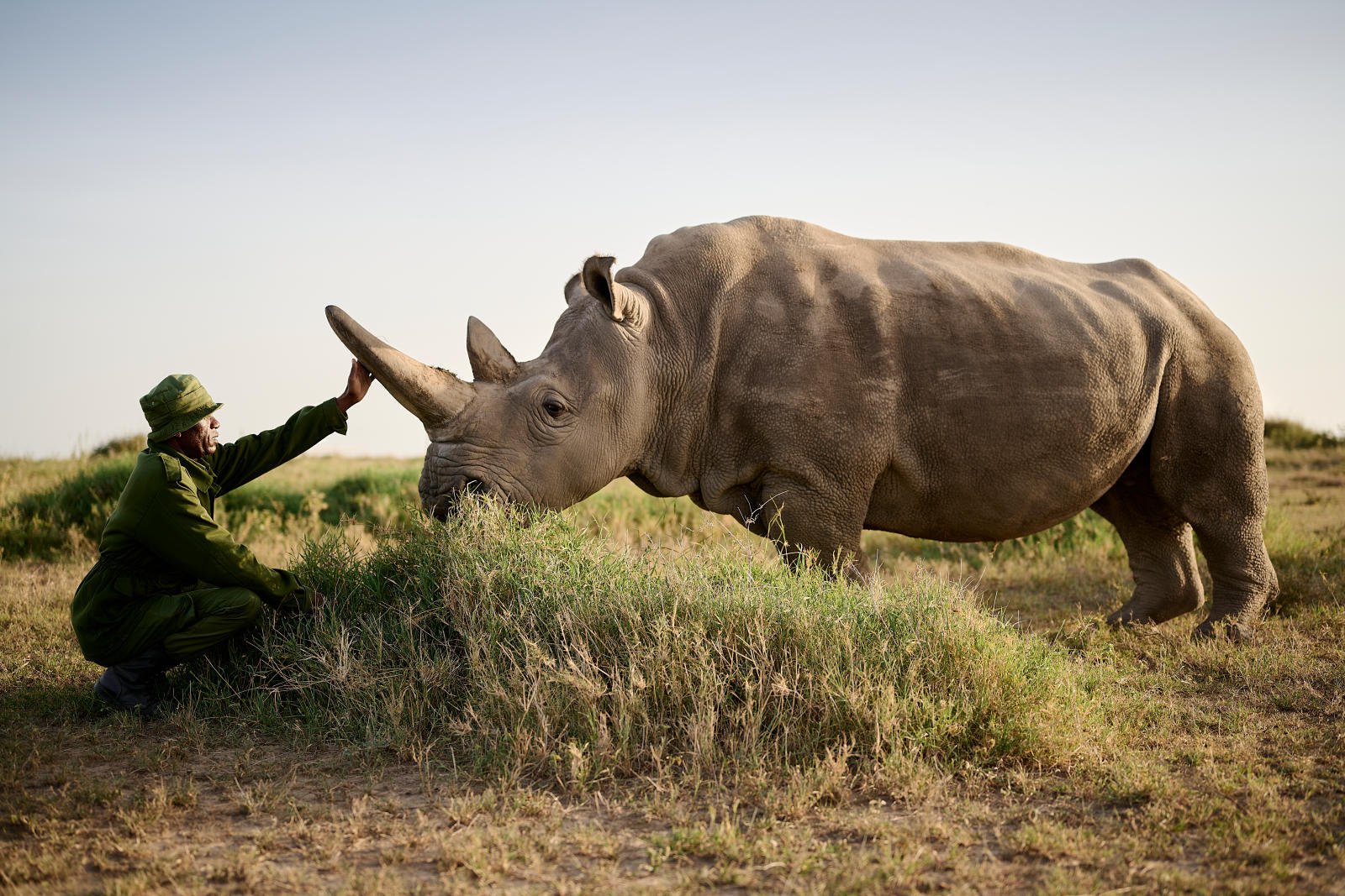 Black Rhino at Olpejeta Conservancy, Kenya - Endless Safaris Classic Family Safari Day 7 & 8